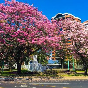 Árboles de la Ciudad Fotos