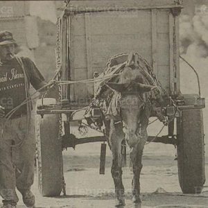 Las mulas y bestias de carga Fotos